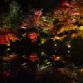 Visit Kyoto during Beautiful Autumn Leaves Season