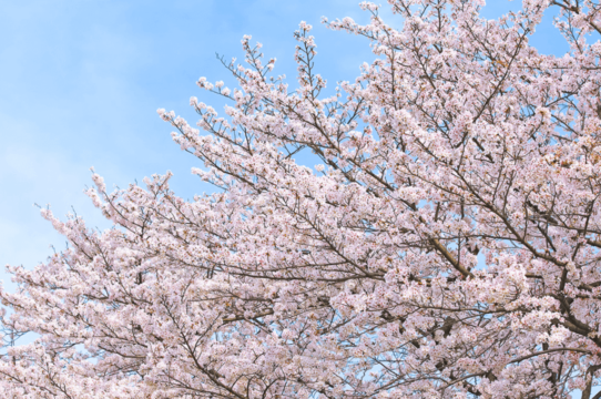 Japanese Custom To Enjoy Cherry Blossoms Kyoto Insider Sake Experience