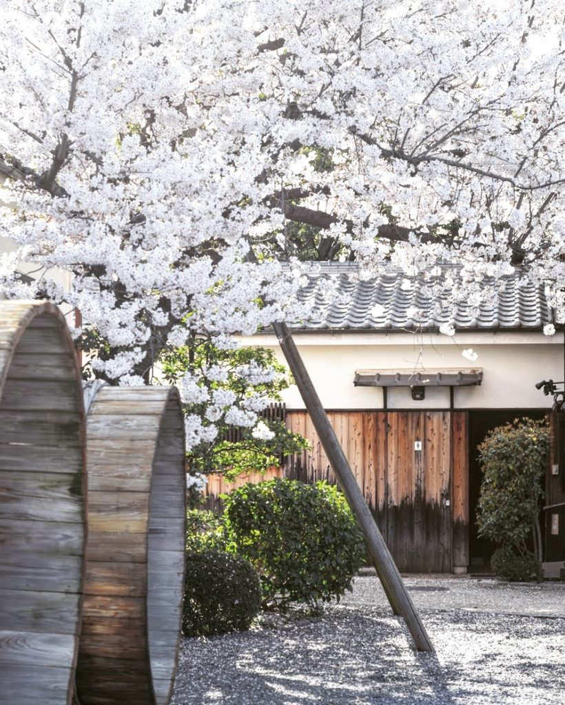 Everything You Need to Know to Enjoy the Cherry Blossom Season in Japan 