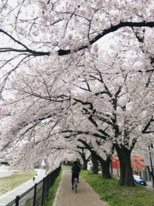 sakura