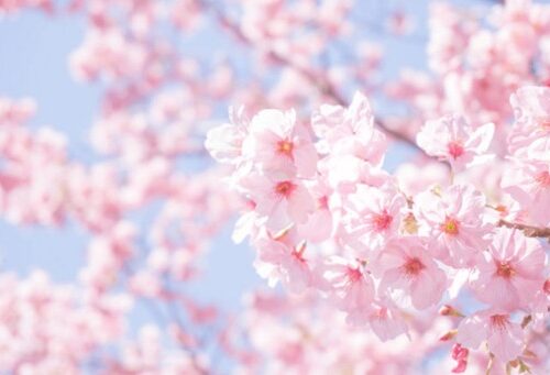 Sakura Cherry Blossomsに関する記事一覧sakura Cherry Blossoms アーカイブ Kyoto Insider Sake Experience