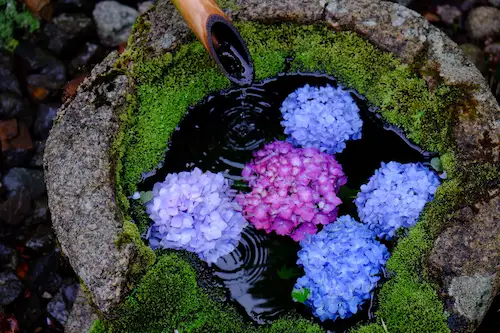 Pink, purple, and blue hydrangea flowers floating in a moss-covered stone water basin with a bamboo water spout at a traditional Kyoto temple during the rainy season