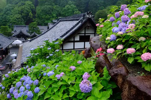 Colorful hydrangea flowers in purple, blue, and pink blooming alongside traditional Japanese temple rooftops with misty green mountains in the background during Kyoto's rainy season