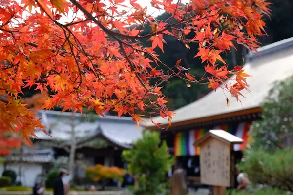 Bright red maple leaves framing a Kyoto temple courtyard in autumn, with a colorful ceremonial curtain and traditional wooden buildings