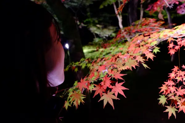 A visitor admiring illuminated red maple leaves during an autumn night illumination event in Kyoto